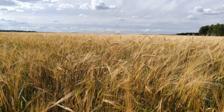 Аграрлық несие корпорациясы егін егетін 7 542 фермерді қаржыландырған