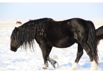 Бесқарағай жылқылары республикалық көрмеде топ жарды