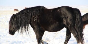 Бесқарағай жылқылары республикалық көрмеде топ жарды