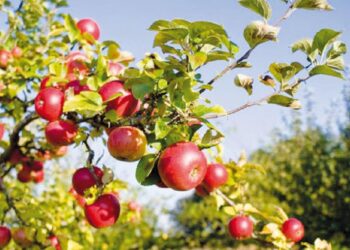 Көкөніс пен жемістерді терең өңдейтін зауыттың құрылысы басталды
