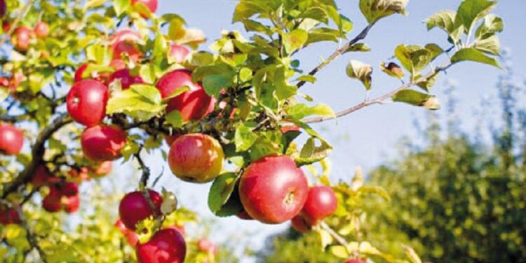 Көкөніс пен жемістерді терең өңдейтін зауыттың құрылысы басталды