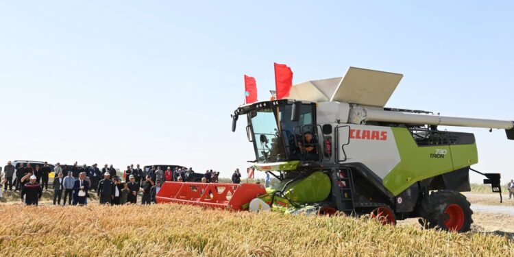 «ДАЛА КҮНІ – 2025»: күрішке алғашқы орақ салу рәсімі өтті