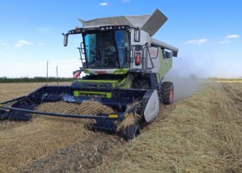 Қызылорда облысында күріштің түсімі гектарына 80 центнерден айналып жатыр