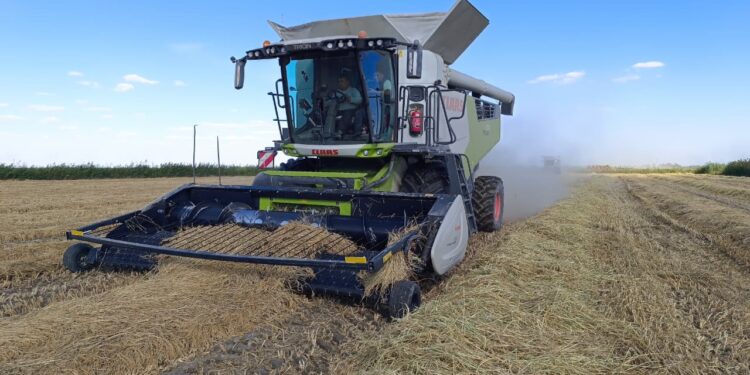 Қызылорда облысында күріштің түсімі гектарына 80 центнерден айналып жатыр