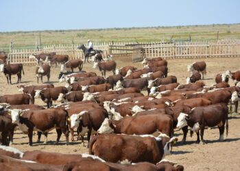 Асыл тұқымды мал шаруашылығын дамытуға арналған «Игілік» бағдарламасы басталады