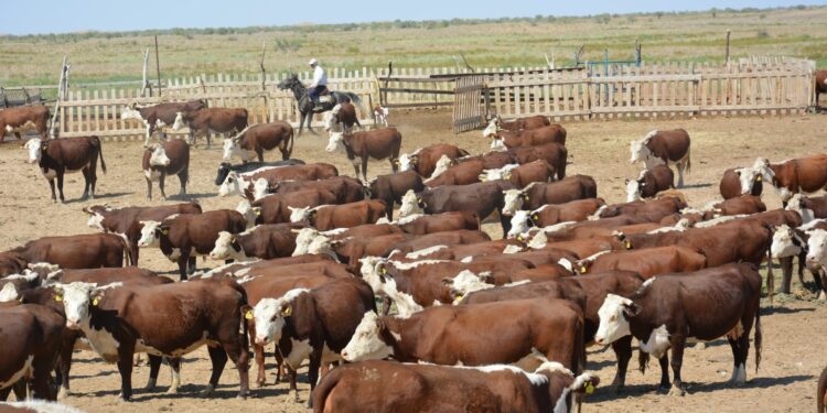 Асыл тұқымды мал шаруашылығын дамытуға арналған «Игілік» бағдарламасы басталады