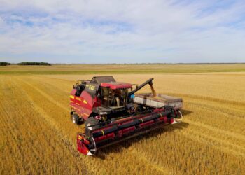 Елімізде 11,6 млн тонна астық жиналды