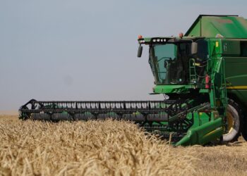 Биыл Ақмола облысында астық мол болады