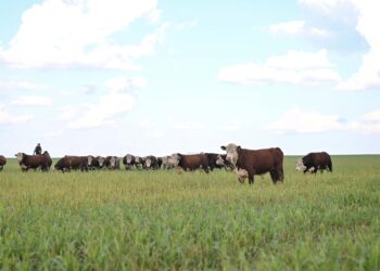 Абай облысында ауыл шаруашылығын дамыту мәселелері талқыланды