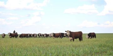 Абай облысында ауыл шаруашылығын дамыту мәселелері талқыланды