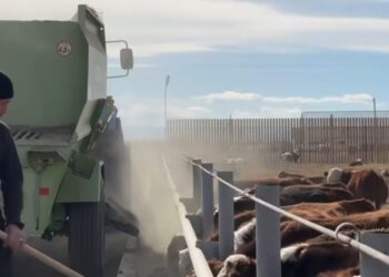 Абай облысында заманауи мал бордақылау алаңы ашылды