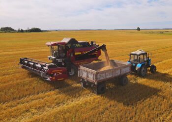 Елімізде жиналған астық көлемі 20 млн тоннаға жуықтады