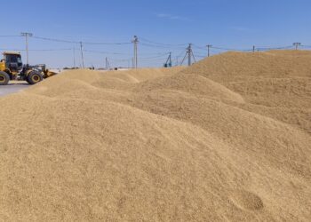 Астықты өткізу мәселесі өзекті болып тұр