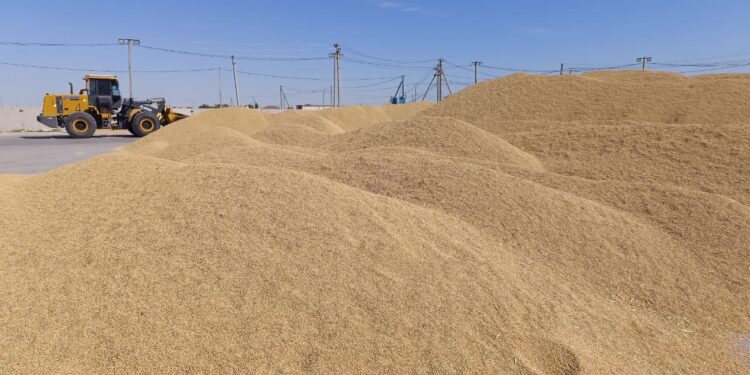 Астықты өткізу мәселесі өзекті болып тұр