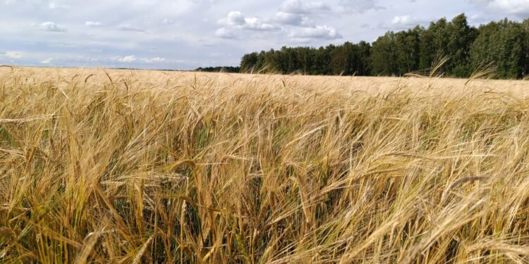 Биыл жиналған астықтың бағасы жарияланды