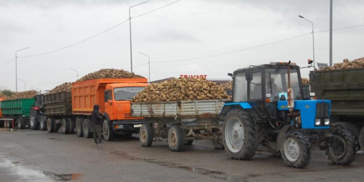Жетісу зауыттары қант қызылшасының тоннасын 40 мың теңгеден қабылдай бастады