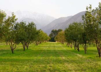 Елімізде 29 мың гектар алма бағы бар