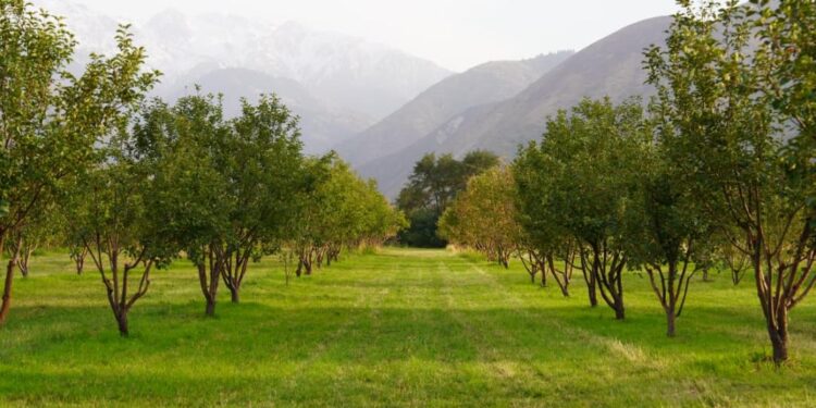 Елімізде 29 мың гектар алма бағы бар