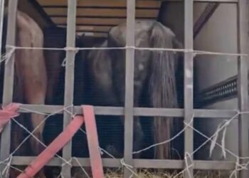 Мал ұрлаған қылмыстық топ ұсталды