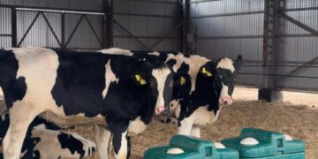 Ақтөбе облысына Даниядан 330 бас сүтті сиыр жеткізілді