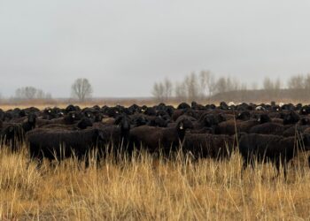 Асыл тұқымды мал шаруашылығын дамытуға мән беріледі