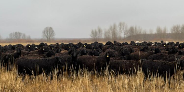 Асыл тұқымды мал шаруашылығын дамытуға мән беріледі