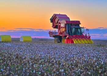 Мақта жинау науқаны аяқталуға жақын