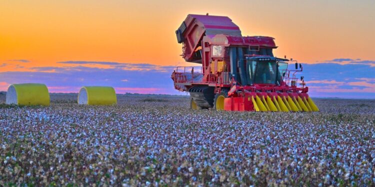 Мақта жинау науқаны аяқталуға жақын