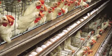 Түркістан облысында 9 млрд теңгенің құс фабрикасы салынады