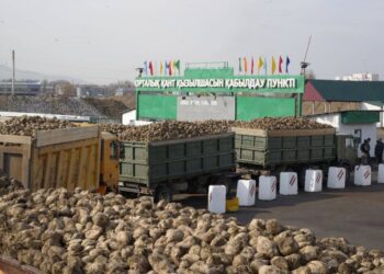 Жетісу қызылшасы өңделіп жатыр