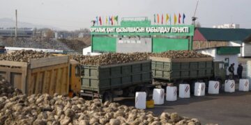 Жетісу қызылшасы өңделіп жатыр