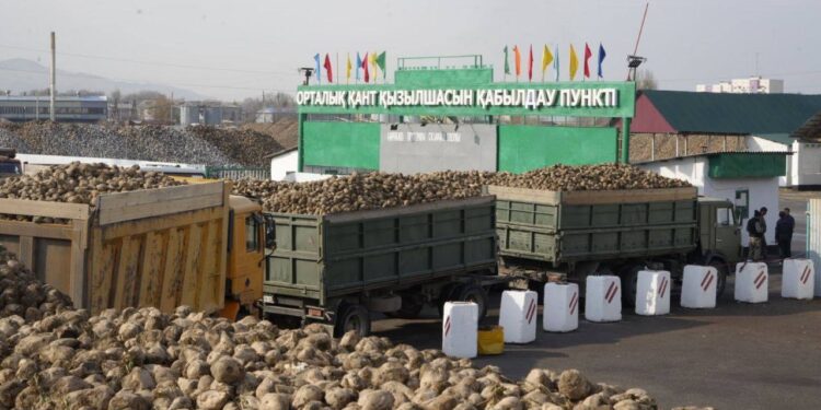 Жетісу қызылшасы өңделіп жатыр