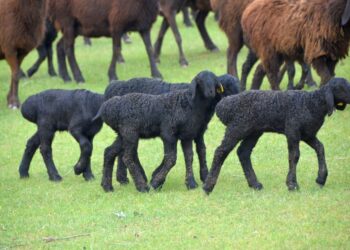 Мал шаруашылығын қолдаудың кешенді жоспары әзірленіп жатыр