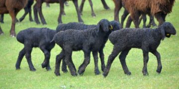 Мал шаруашылығын қолдаудың кешенді жоспары әзірленіп жатыр
