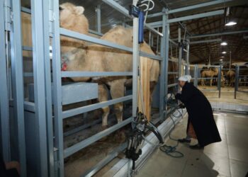 Маңғыстау облысында түйе сүтін өндіретін цех ашылды