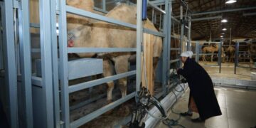 Маңғыстау облысында түйе сүтін өндіретін цех ашылды