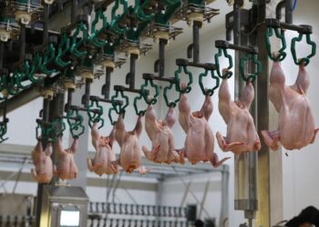 Жамбыл облысында құс етін өңдейтін ірі кәсіпорын іске қосылды