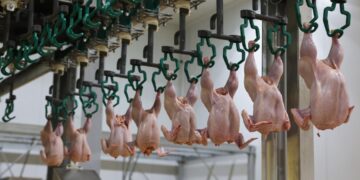 Жамбыл облысында құс етін өңдейтін ірі кәсіпорын іске қосылды