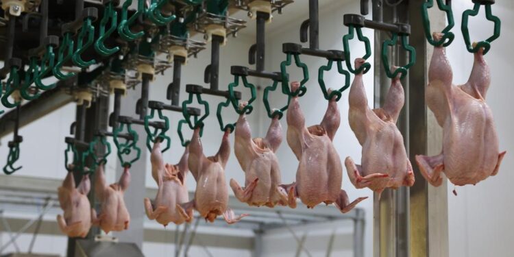 Жамбыл облысында құс етін өңдейтін ірі кәсіпорын іске қосылды