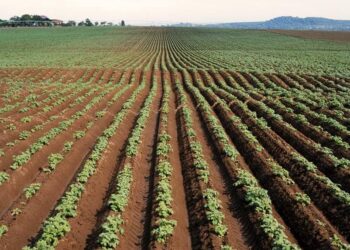 Павлодар облысы агросалаға инвестиция тартудан алға шықты