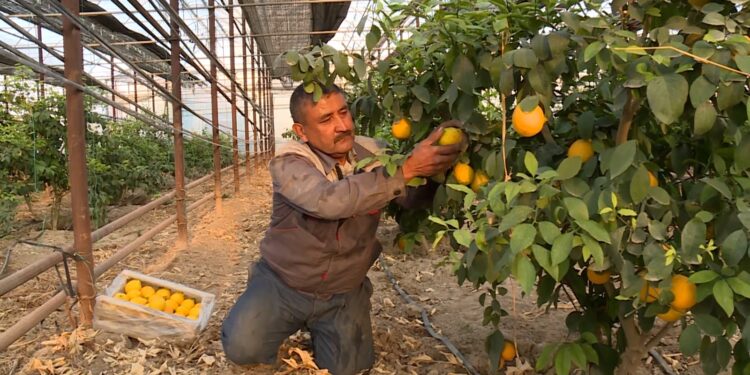 Сарыағаш лимоны: жылына 400 млн теңге табыс