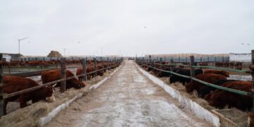 Ерейментауда ірі ет кластерін құру жобасы басталды