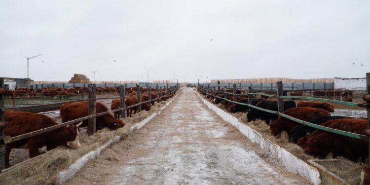 Ерейментауда ірі ет кластерін құру жобасы басталды