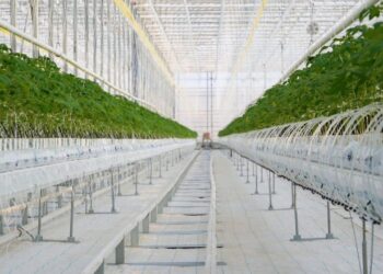 Түркістан облысында құны 42 млрд теңге болатын жылыжайы іске қосылды