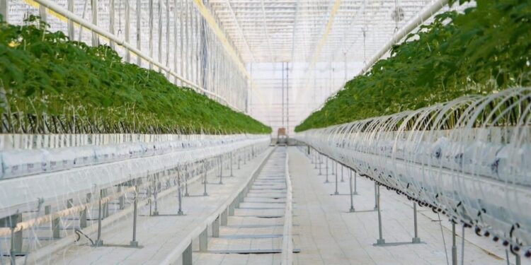 Түркістан облысында құны 42 млрд теңге болатын жылыжайы іске қосылды