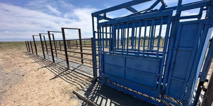 Қазақстанда мал аурулары 51%-ға дейін азайды