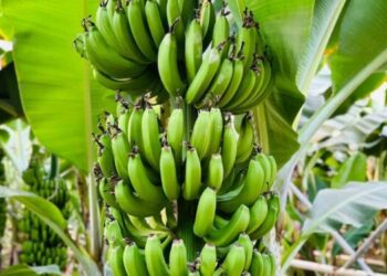 Түркістан облысы 800 тоннаға жуық банан экспорттады