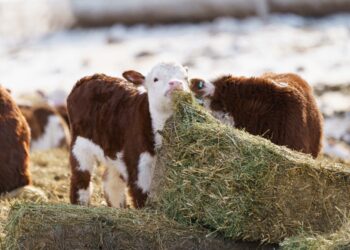 Мал шаруашылығына пайызы төмен ұзақмерзімді кредит беріледі