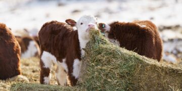 Мал шаруашылығына пайызы төмен ұзақмерзімді кредит беріледі