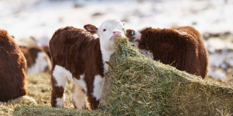 Мал шаруашылығына пайызы төмен ұзақмерзімді кредит беріледі
